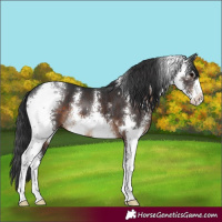 Horse Color:Brown Sabino 