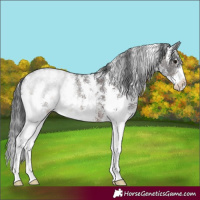 Horse Color:Brown Sabino