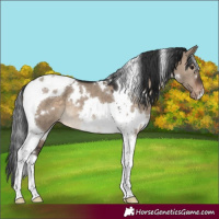 Horse Color:White Spotted Brown Dun Tobiano Appaloosa