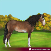 Horse Color:Gray Sable Champagne