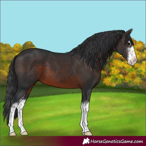 Horse Color:White Spotted Brown 