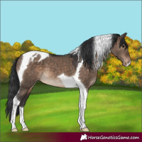 Horse Color:Brown Dun Tobiano Appaloosa 