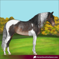 Horse Color:Brown Tobiano Appaloosa Rabicano 