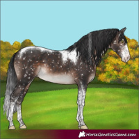 Horse Color:Brown Mushroom Sabino Tobiano Appaloosa