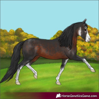 Horse Color:White Spotted Brown 