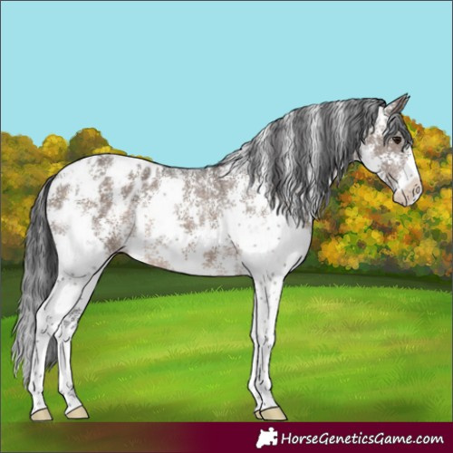 Horse Color:Brown Dun Sabino Appaloosa 