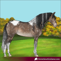Horse Color:White Spotted Brown Dun Tobiano Appaloosa