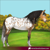Horse Color:Gray White Spotted Buckskin Dun Tobiano Appaloosa Brindle 