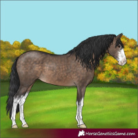 Horse Color:White Spotted Brown Dun 
