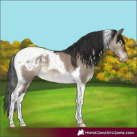 Horse Color:Brown Dun Mushroom Tobiano Appaloosa 
