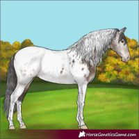 Horse Color:Brown Dun Mushroom Tobiano Appaloosa 