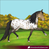 Horse Color:Buckskin Dun Near Leopard Brindle