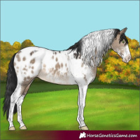 Horse Color:Brown Dun Sabino Tobiano Near Leopard 