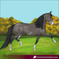 Horse Color:Grullo Sabino