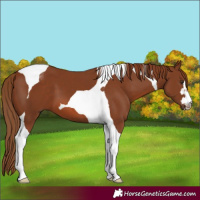 Horse Color:Chestnut Tobiano