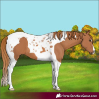 Horse Color:Chestnut Tobiano