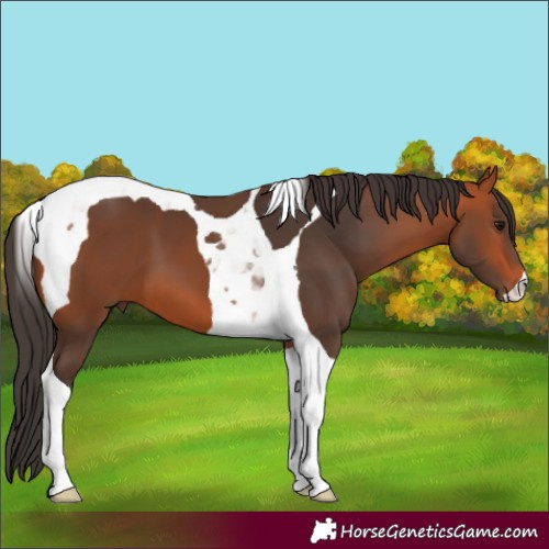 Horse Color:Bay Tobiano 