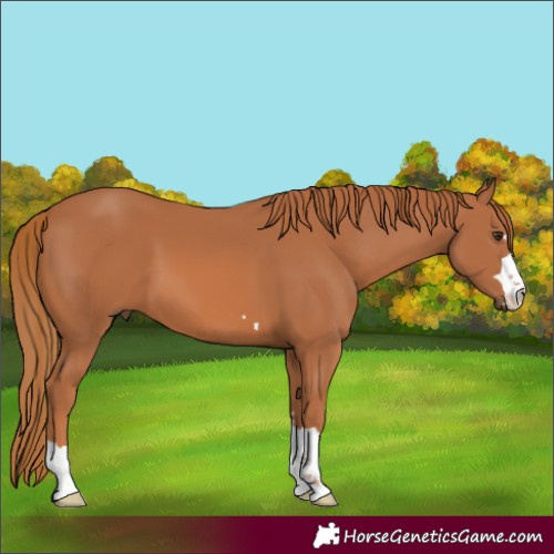 Horse Color:Chestnut 