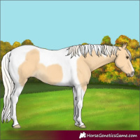 Horse Color:Palomino Tobiano 