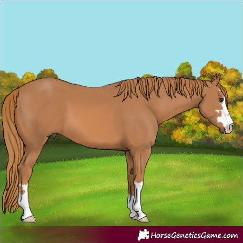 Horse Color:Chestnut 