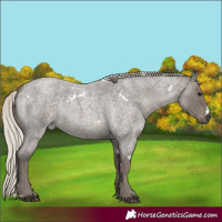 Horse Color:White Spotted Silver Smoky Blue Roan