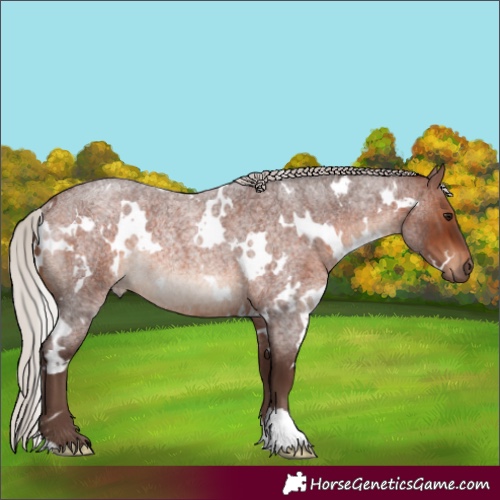 Horse Color:White Spotted Silver Brown Roan Rabicano 
