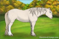 Horse Color:Perlino 
