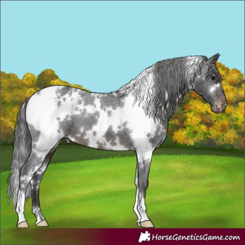 Horse Color:White Spotted Brown Appaloosa 