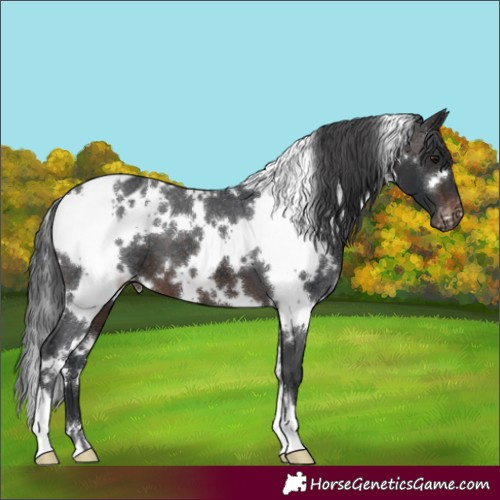 Horse Color:White Spotted Brown Appaloosa 