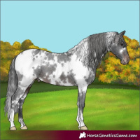 Horse Color:White Spotted Brown Appaloosa