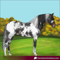 Horse Color:White Spotted Brown Varnish 