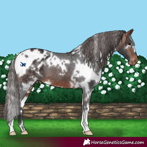Horse Color:White Spotted Bay Appaloosa 