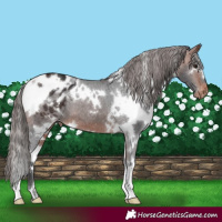 Horse Color:White Spotted Bay Varnish