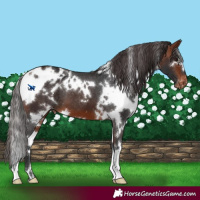Horse Color:White Spotted Bay Appaloosa
