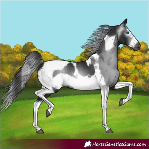 Horse Color:Gray Black Splash Tobiano Frame