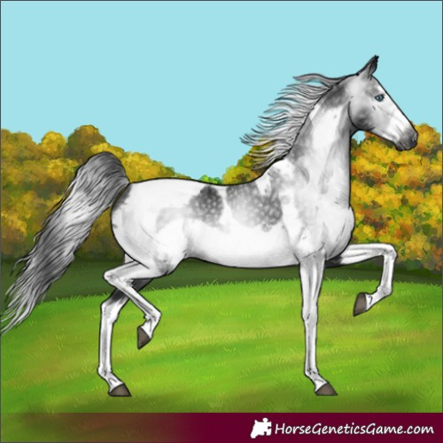 Horse Color:Gray Black Splash Tobiano Frame
