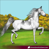 Horse Color:Gray Black Splash Tobiano Frame 