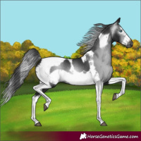 Horse Color:Gray Black Splash Tobiano Frame