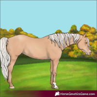 Horse Color:Silver Amber Champagne