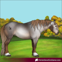 Horse Color:Gray Liver Chestnut 