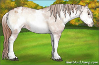 Horse Color:White Spotted Brown Pearl Onyx Frame Appaloosa Rabicano 