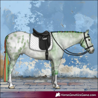 Horse Color:Gray Painted Watercolor Bay Ice Appaloosa 