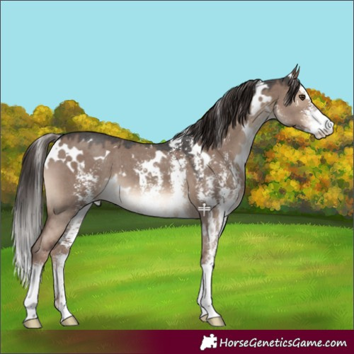 Horse Color:White Spotted Liver Red Dun Sabino 
