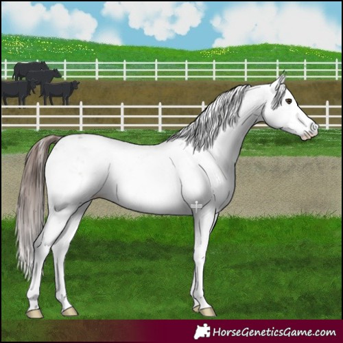 Horse Color:Liver Red Dun Sabino Splash 