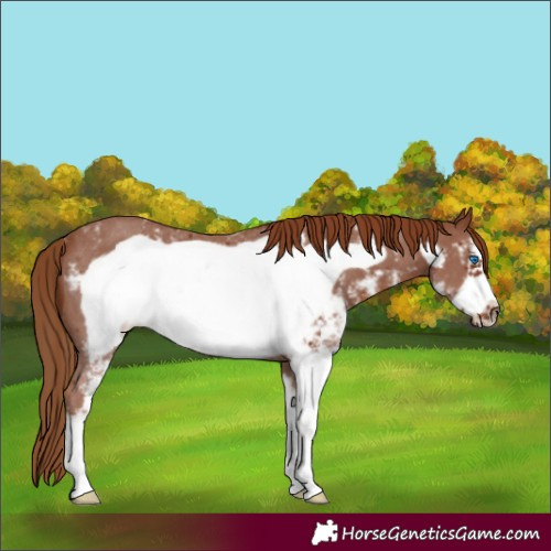 Horse Color:Chestnut Sabino Frame Rabicano 