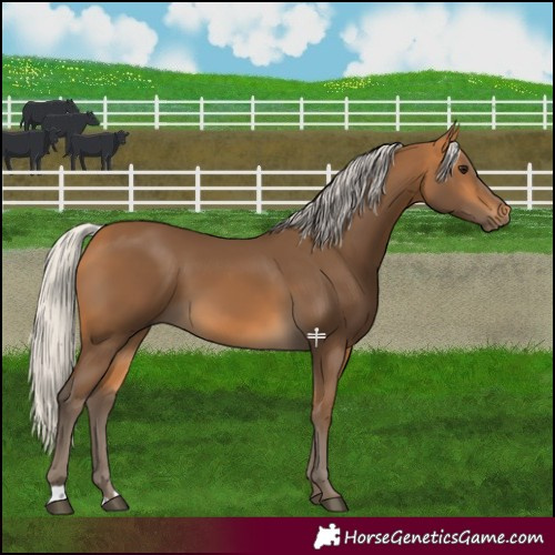 Horse Color:Silver Buckskin 