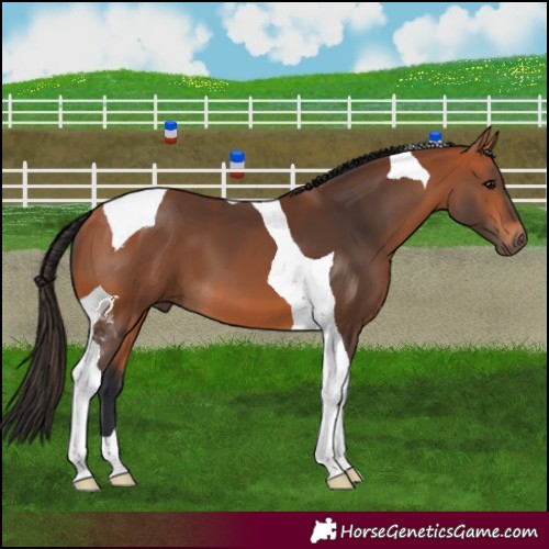 Horse Color:Bay Tobiano 