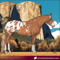 Horse Color:Chestnut Blanket 