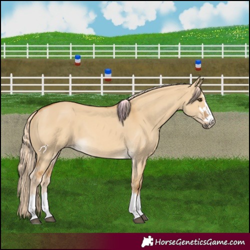 Horse Color:Palomino Dun 