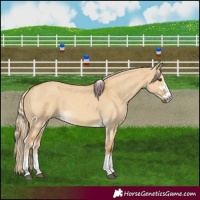 Horse Color:Palomino Dun